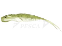 Esca Qubi Lures Syrena Vert 25cm 65g - Oliv