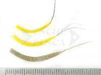 Hemingway's Mayfly Tube Bodies