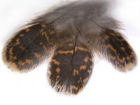 Veniard Feather - loosely (Woodcock, Grouse)