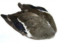 Veniard Mallard Duck - whole wings