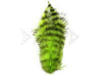 Spirit River UV2 Grizzly Soft Hackles - Chartreuse
