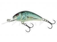 Salmo Hornet H2S - Real Dace
