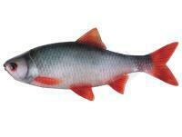 Esche Fox Rage Ultra Natural Fillets 6cm - Roach