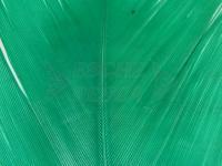 Condor - bright green