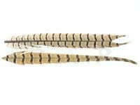 Pheasant Tail - Natural X