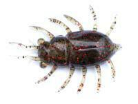 Esche FishUp Maybug 1.3" #019 - Motor Oil/Red