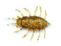 Esche FishUp Maybug 1.3" #036 - Caramel/Green & Black