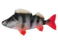 Esche Fox Rage Ultra Natural Fillets 6cm - Perch