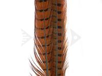 Ringneck Tail Feathers - 051 Rusty Brown