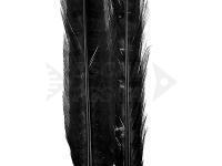 Ringneck Tail Feathers - 100 Black