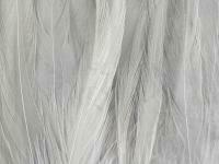 Rooster Saddle Feather - Grey