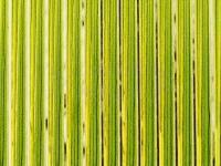 Hemingway's Tapered Buzzer Quills - Green Gold