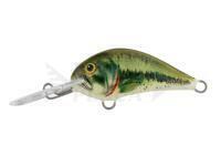 Esca Dorado Blagier 3,5S BS