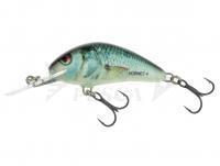 Salmo Hornet H4S - Real Dace