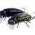 Microbait Esche Beetle