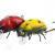 Microbait Esche Ladybird