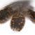 Veniard Feather - loosely