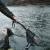 Delphin FoldSPIN landing net
