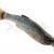 Savage Gear Craft Dying Minnow