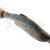 Savage Gear Esche Craft Dying Minnow