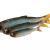 Savage Gear Craft Dying Minnow