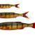 Savage Gear Craft Dying Minnow