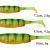 Savage Gear Esche Craft Shad Mix