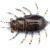 FishUp Maybug