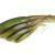 FOX Rage Scent Shad