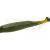 Zoom Bait Company Esche Swimmin Super Fluke