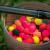 Matrix MXC-4 X-Strong Boilie Pin Rigs 10cm