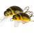 Wob-Art Esche Pływak żółtobrzeżek (Great diving beetle)