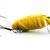 Imago Lures Esche Great diving beetle