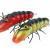 Microbait Esche River Crayfish