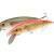 Dorado Classic 15