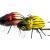 Microbait Esche Colorado Beetle